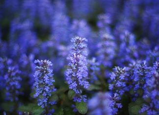 Как посадить и вырастить шалфей?