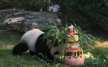 Первая французская панда отметила год