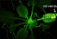 Учёные показали реакцию растений на страдание