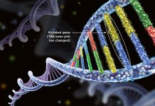 Потеря гена CMAH в контексте эволюции человека