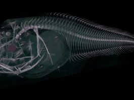 В Перу открыли три новых вида глубоководной рыбы семейства липаровых