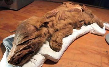 Исследователи изучают останки 50,000-летнего волчонка из Канады