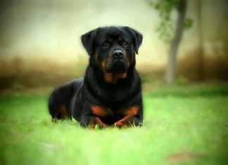 Как ухаживать за собакой?