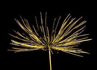 Специалистов заинтересовала аэродинамика семян лютика