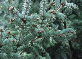 Как вырастить ель на дачном участке?