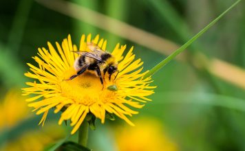 Найден опасный для популяции шмелей инсектицид