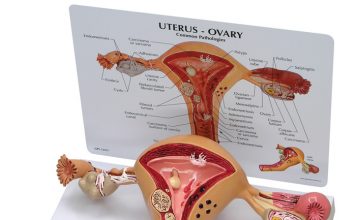 Подтверждено рождение ребенка из пересаженной матки погибшего донора