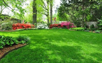 Как устроить газон на дачном участке?