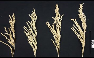 В Китае экспериментируют с повышением урожайности риса