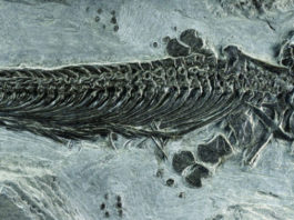 Ученые определили биологию стилофорана