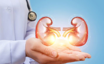 Создана новая компьютерная модель человеческой почки