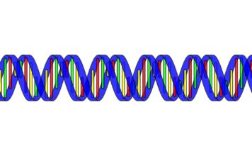 В геноме южноазиатских людей найдены древние генные комбинации