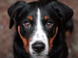 Собаки могут учуять присутствие рака в образцах крови