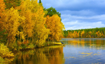 Получасовая прогулка по лесу снимает высокий уровень кортизола: исследование