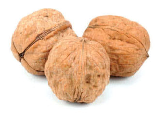 Насекомые и личинки в качестве альтернативы мясу в будущем: исследование