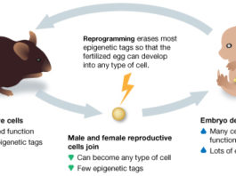 Генетические паттерны могут передаваться от поколения к поколению