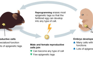 Генетические паттерны могут передаваться от поколения к поколению