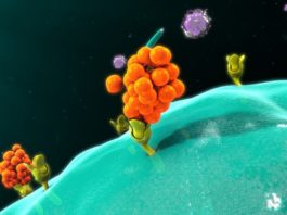 Ученые нашли способ удержать цитокины в противораковых лекарствах