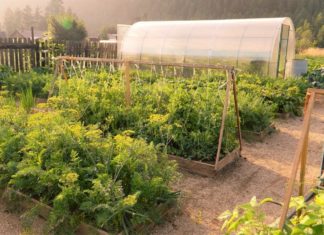 Огород и сад — как ухаживать?