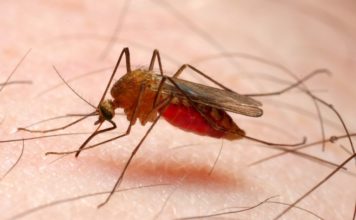 Найден эффективный нейротоксин для борьбы с малярией
