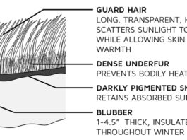 Создана искусственная инсуляция, повторяющая свойства меха полярного медведя