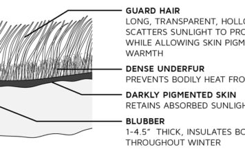 Создана искусственная инсуляция, повторяющая свойства меха полярного медведя