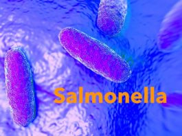 Домашняя птица может стоять за новой вспышкой сальмонеллеза в США