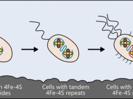 Ученые используют первобытные белки в тестах над бактериями E. Coli