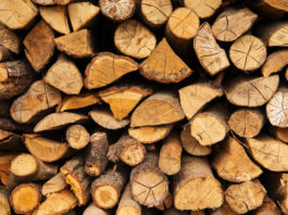 Создано дерево, умеющее эффективно охлаждать здания