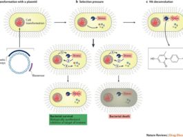 Представлен способ влиять на развитие микробов