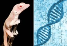 Представлены первые в мире генно-модифицированные ящеры