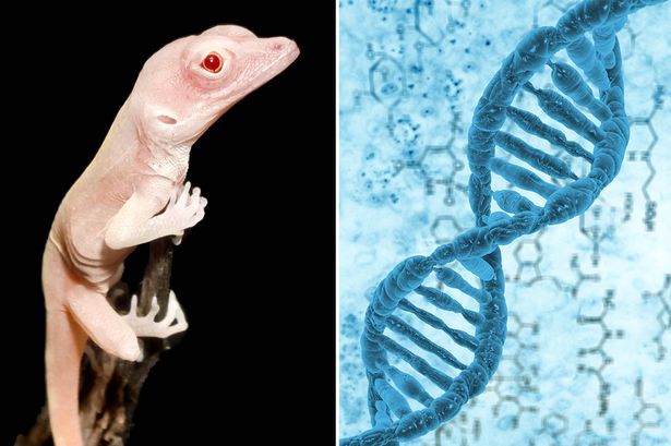 Представлены первые в мире генно-модифицированные ящеры 