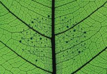 Создан новый прототип искусственного листа