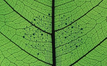 Создан новый прототип искусственного листа