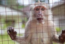 Ученые сумели изменить мозг обезьян при помощи ультразвука