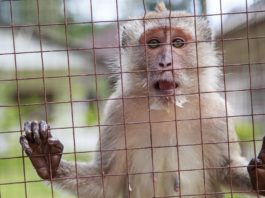 Ученые сумели изменить мозг обезьян при помощи ультразвука