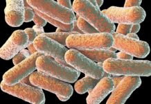 Здоровье кишечного биома зависит от детства