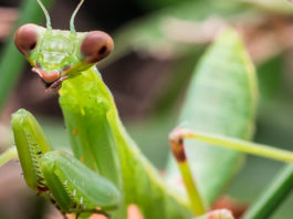 Богомол удивляет ученых своими возможностями