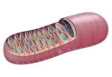 Создано лекарство для подавления опасных иммунных атак