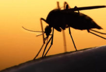 Генетически модифицированный грибок справляется с малярией