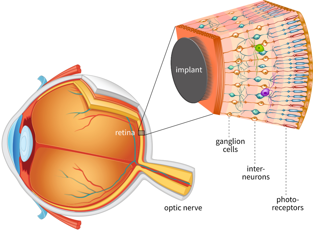 4 колбочки зрение. Клетки сетчатки глаза. Сетчатая оболочка глаза. Сетчатая оболочка глаза части.