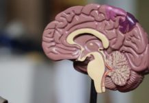 Соль может влиять на аккумуляцию тау-белков в мозге