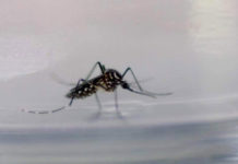 Новое исследование москитов позволить создать новый репеллент против них