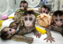 Технология CRISPR проходит новые испытания на приматах