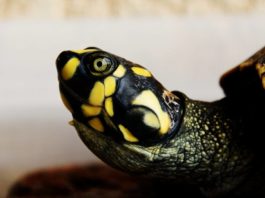 Центр CDC предупреждает об опасности черепах в контексте сальмонеллеза