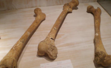 Ученые применяют свойства костей для укрепления искусственных материалов