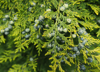 Як підготувати туї в саду до зими?