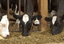 Ученые создают новый анти-парниковый корм для скота