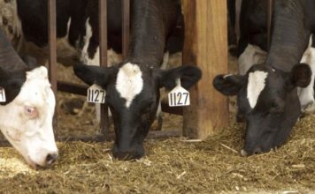 Ученые создают новый анти-парниковый корм для скота