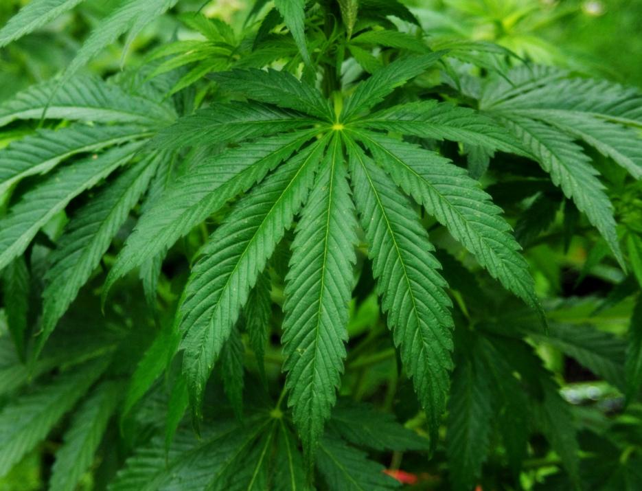 Конопля информация о растении купить марихуану в ллорет де мар
